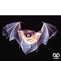 گونه خفاش انگشت دراز Long-fingered Myotis 